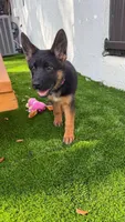 Fabiola, a female German Shepherd Dog for sale in Miami, FL – Photo 2 of 8