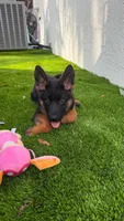 Fabiola, a female German Shepherd Dog for sale in Miami, FL – Photo 4 of 8