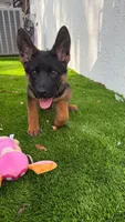 Fabiola, a female German Shepherd Dog for sale in Miami, FL – Photo 3 of 8