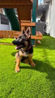 Fabiola, a female German Shepherd Dog for sale in Miami, FL – Photo 6 of 8