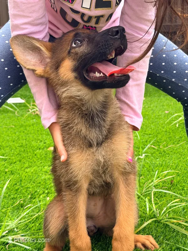 Gigi – German Shepherd Dog puppy for sale in Miami, FL