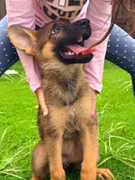 Gigi, a female German Shepherd Dog for sale in Miami, FL – 1 of 3