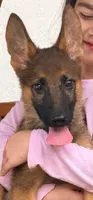Gigi, a female German Shepherd Dog for sale in Miami, FL – 3 of 3