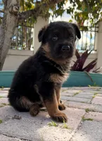 Georgina, a female German Shepherd Dog for sale in Miami, FL – 2 of 4