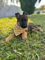 Gregory , a male German Shepherd Dog for sale in Miami, FL – 2 of 4