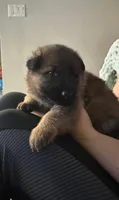 Gregory , a male German Shepherd Dog for sale in Miami, FL – 3 of 4