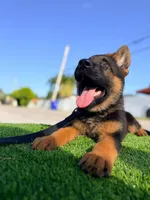 Fernando , a male German Shepherd Dog for sale in Miami, FL – 4 of 10