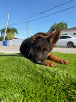Fernando , a male German Shepherd Dog for sale in Miami, FL – 3 of 10