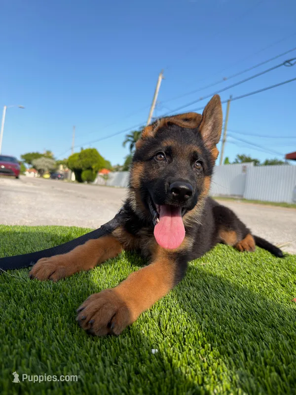 Fernando  – German Shepherd Dog puppy for sale in Miami, FL