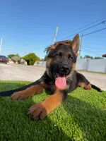 Fernando , a male German Shepherd Dog for sale in Miami, FL – 1 of 10