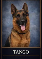 Fernando , a male German Shepherd Dog for sale in Miami, FL – 10 of 10