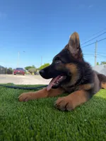 Fernando , a male German Shepherd Dog for sale in Miami, FL – 5 of 10