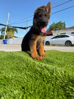 Fernando , a male German Shepherd Dog for sale in Miami, FL – 2 of 10