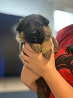 Gregory , a male German Shepherd Dog for sale in Miami, FL – 1 of 4