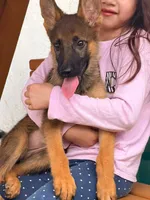 Gigi, a female German Shepherd Dog for sale in Miami, FL – 2 of 3