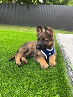 Gregory , a male German Shepherd Dog for sale in Miami, FL – 4 of 4