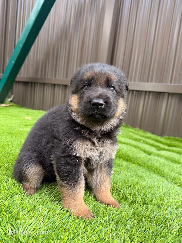 Georgina – German Shepherd Dog puppy for sale in Miami, FL