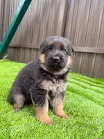 Georgina, a female German Shepherd Dog for sale in Miami, FL – 1 of 4