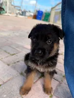 Georgina, a female German Shepherd Dog for sale in Miami, FL – 3 of 4