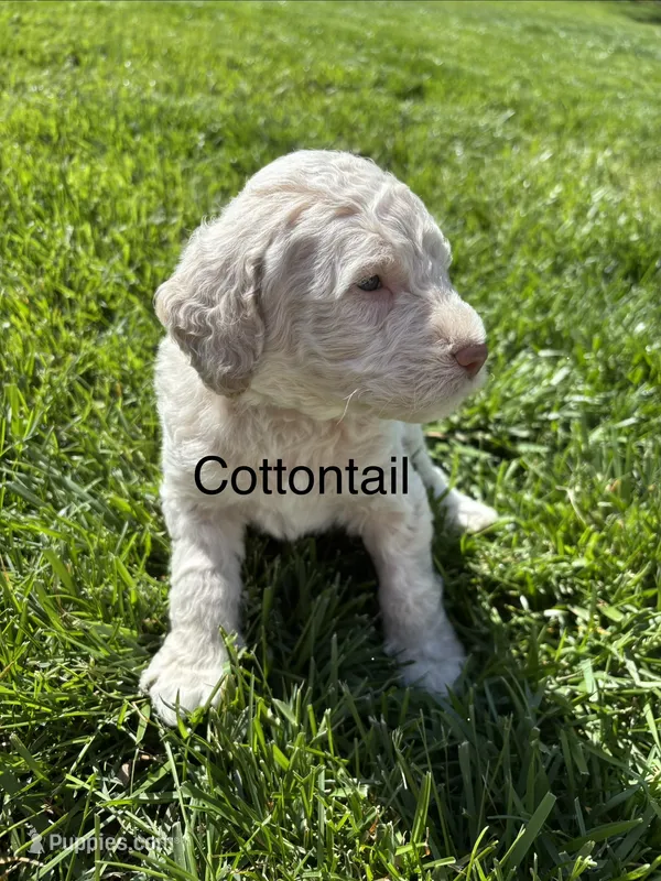 Cottontail – Goldendoodle puppy for sale in Foristell, MO
