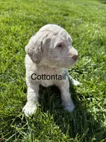 Cottontail, a male Goldendoodle for sale in Foristell, MO – 1 of 2