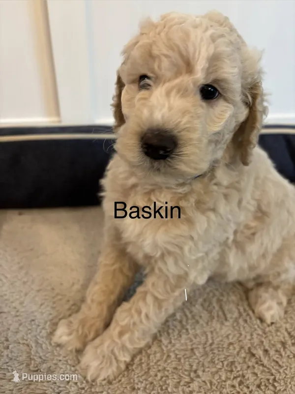 Baskin – Goldendoodle puppy for sale in Foristell, MO