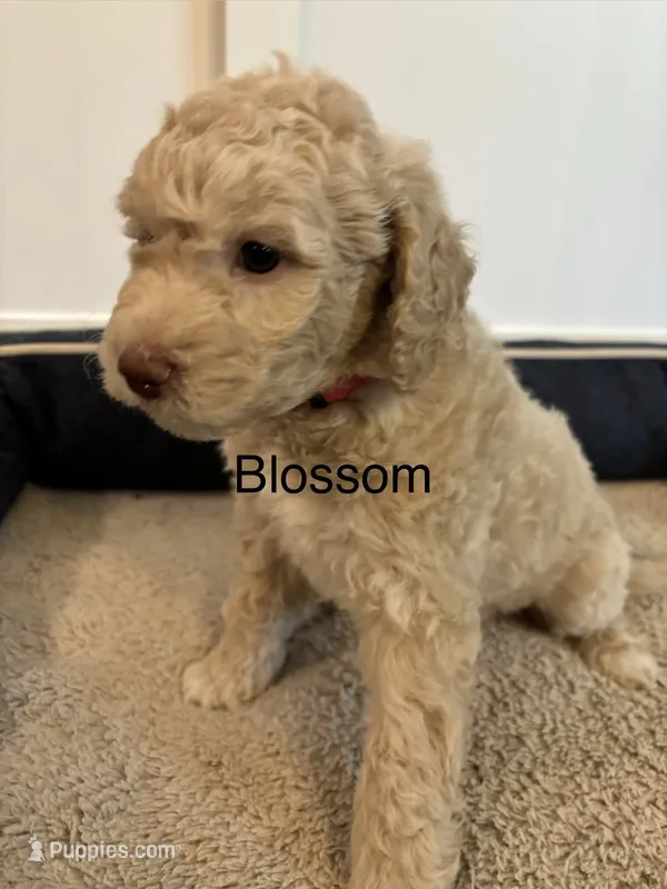 Blossom  – Goldendoodle puppy for sale in Foristell, MO