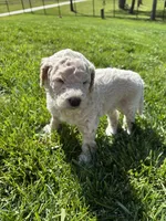 Baskin, a male Goldendoodle for sale in Foristell, MO – 2 of 2
