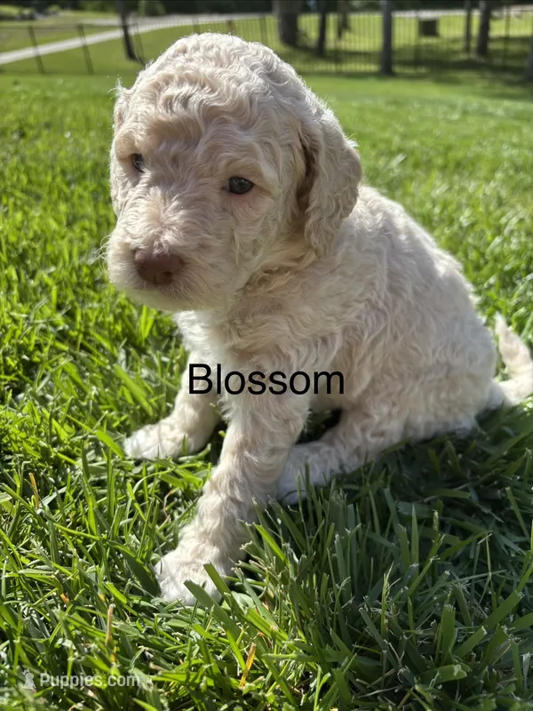 Blossom  – Goldendoodle puppy for sale in Foristell, MO