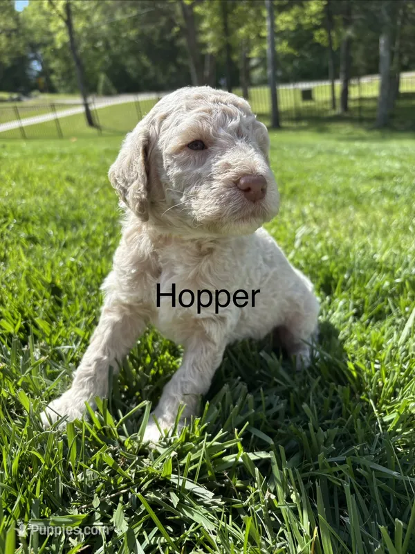 Hopper, a male Goldendoodle for sale in Foristell, MO – 1 of 3