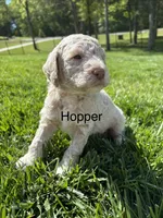 Hopper, a male Goldendoodle for sale in Foristell, MO – 1 of 3