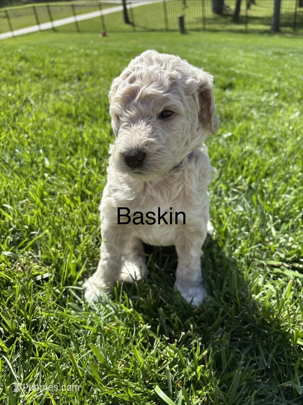 Baskin – Goldendoodle puppy for sale in Foristell, MO