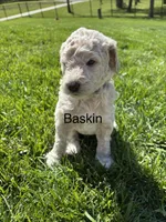 Baskin, a male Goldendoodle for sale in Foristell, MO – 1 of 2