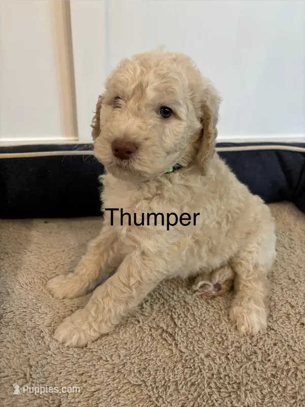 Thumper – Goldendoodle puppy for sale in Foristell, MO
