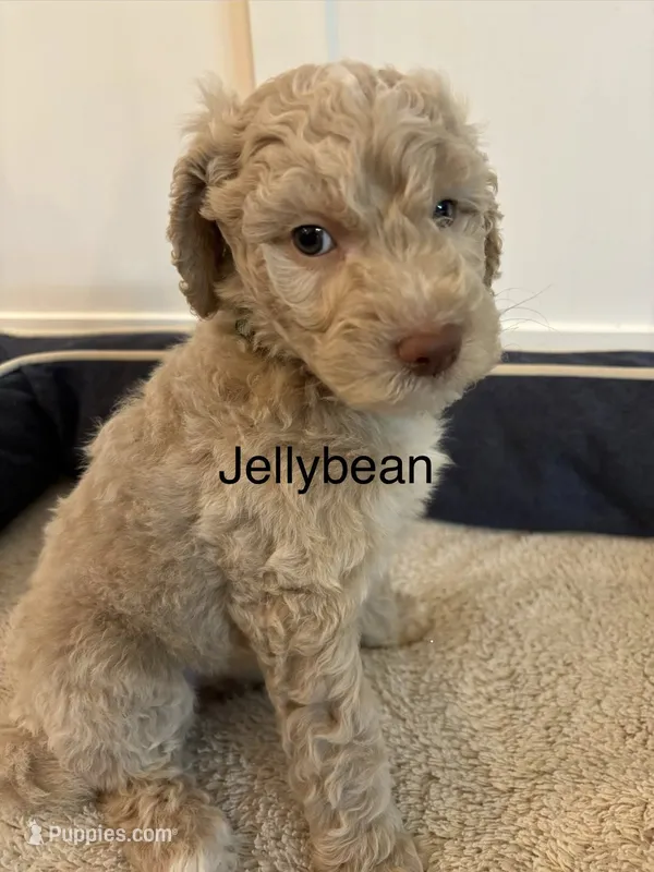 Jellybean – Goldendoodle puppy for sale in Foristell, MO