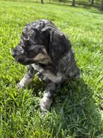 Easton, a male Goldendoodle for sale in Foristell, MO – 2 of 2