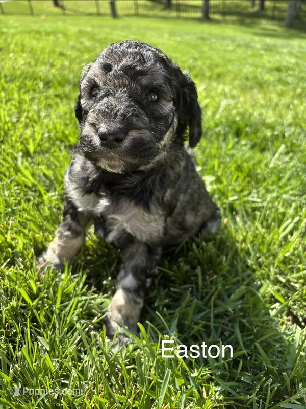 Easton – Goldendoodle puppy for sale in Foristell, MO