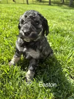 Easton, a male Goldendoodle for sale in Foristell, MO – 1 of 2