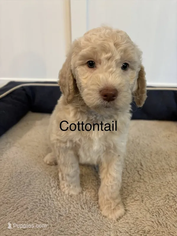 Cottontail – Goldendoodle puppy for sale in Foristell, MO