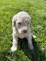Cottontail, a male Goldendoodle for sale in Foristell, MO – 2 of 2