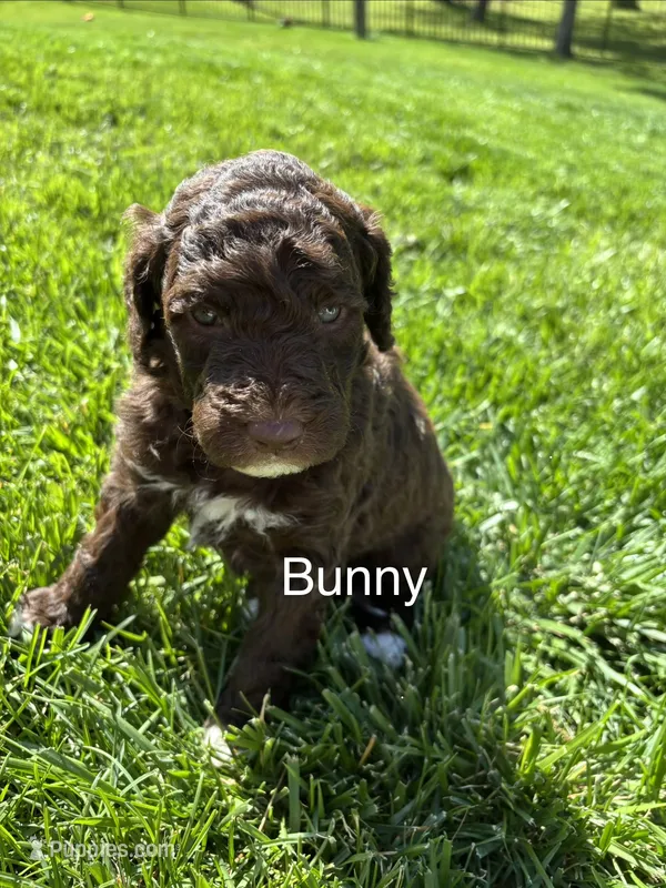 Bunny – Goldendoodle puppy for sale in Foristell, MO