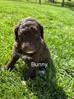 Bunny, a male Goldendoodle for sale in Foristell, MO – 1 of 2