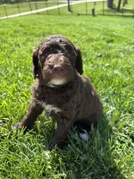 Bunny, a male Goldendoodle for sale in Foristell, MO – 2 of 2