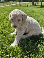 Blossom , a female Goldendoodle for sale in Foristell, MO – 2 of 2