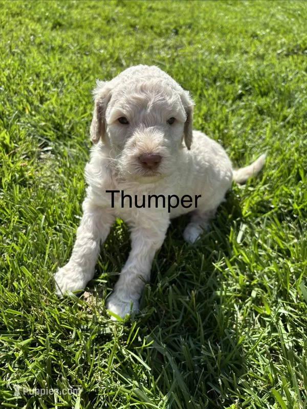 Thumper – Goldendoodle puppy for sale in Foristell, MO