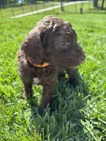 Reeses , a male Goldendoodle for sale in Foristell, MO – 2 of 2