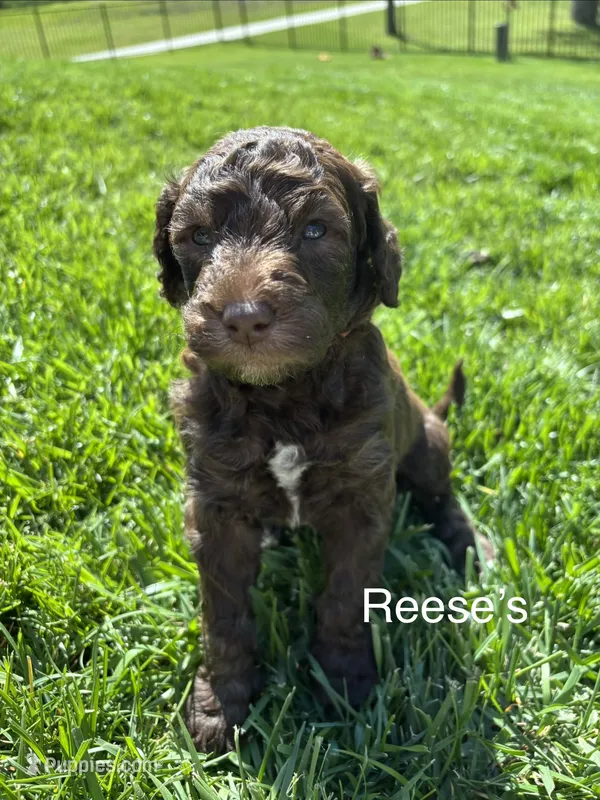 Reeses  – Goldendoodle puppy for sale in Foristell, MO