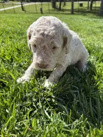 Hopper, a male Goldendoodle for sale in Foristell, MO – 3 of 3