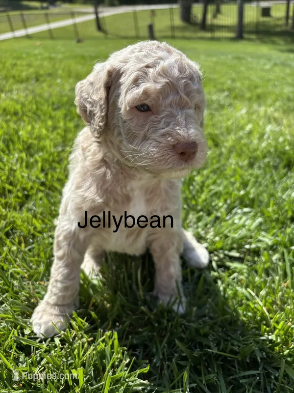 Jellybean – Goldendoodle puppy for sale in Foristell, MO