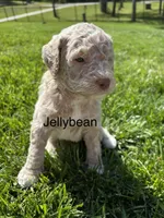 Jellybean, a male Goldendoodle for sale in Foristell, MO – 1 of 1